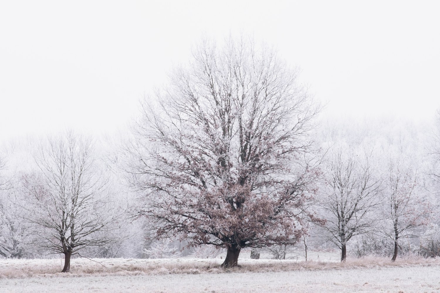 Winterbaum im Frost