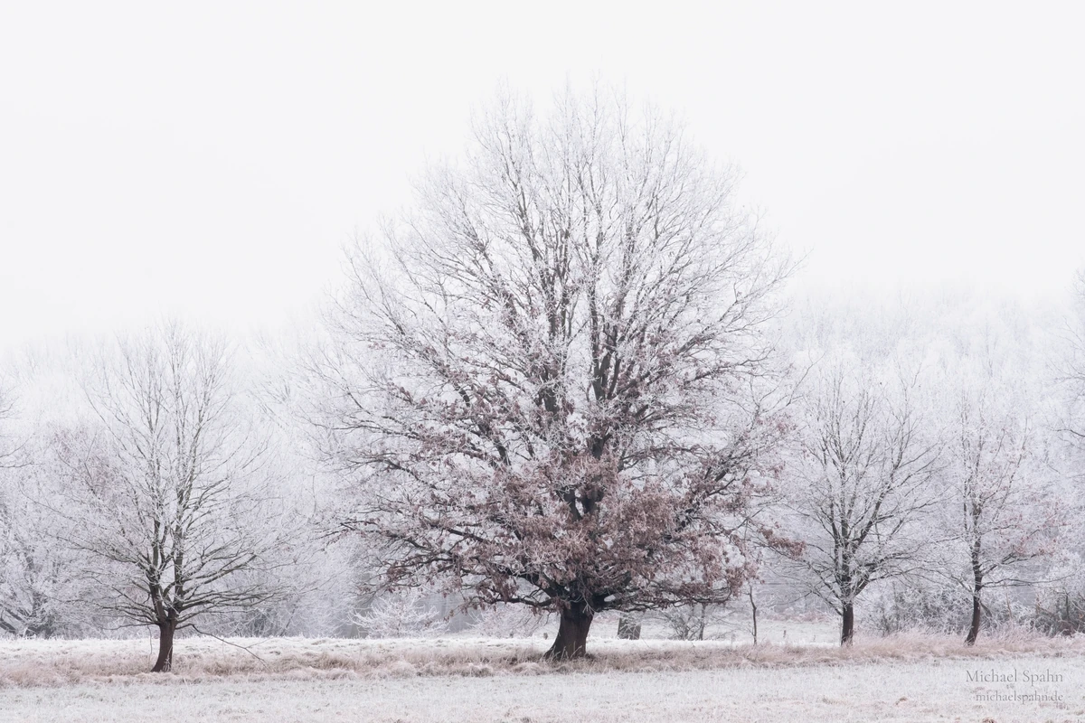 Winterbaum im Frost