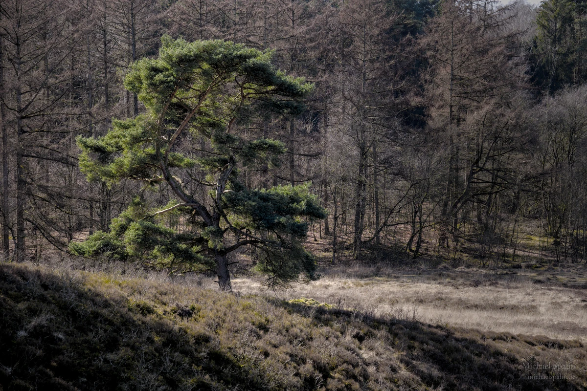 Einzelne Kiefer