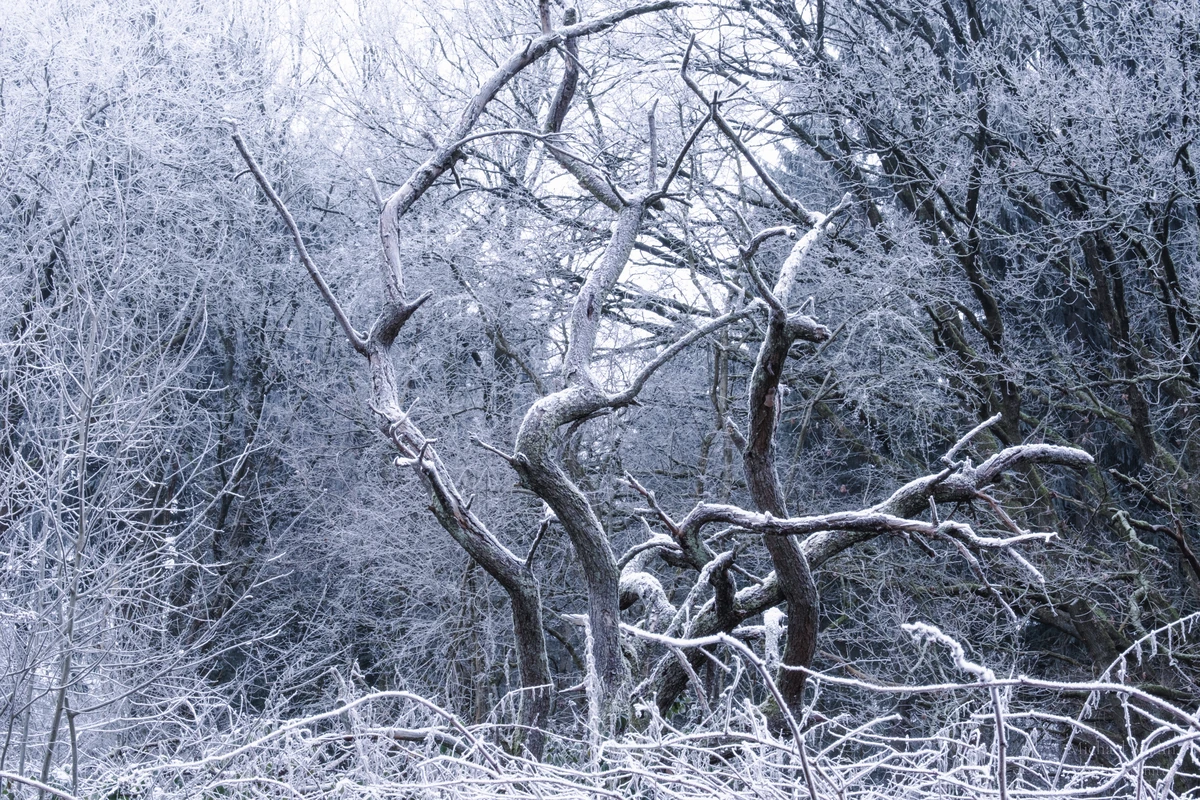 Frostiger Wald