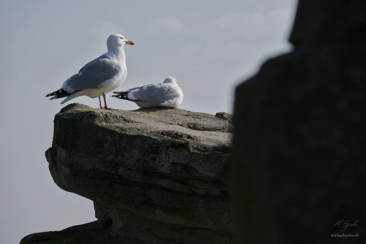 Möwen am Fels
